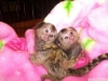 Pigme marmoset maymunlar. ltfen whatapp +973 3998 7365