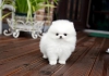 Pomeranian bebek-boy