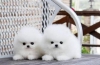 Pomeranyan awesome puppes pomeranya