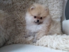 #re-homing iin kaytl pomeranian kuklalar