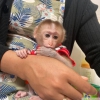 Salkl capuchin ve marmoset maymunlar x-mass iin mevcut