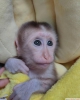 Salkl capuchin ve marmoset maymunlar x-mass iin mevcut