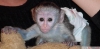 Satlk adorable capuchin monkeys