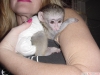 Satlk adorable capuchin monkeys