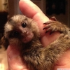 Satlk byleyici cce marmoset maymunu