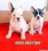 Satlk french bulldog yavrular