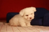 Satlk maltese terrier yavrular k9 avrupa da