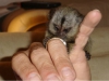 Satlk marmoset bebekler