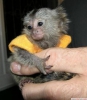 Satlk pigme marmoset maymunlar