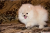 ecereli pomeranian