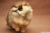 ecereli pomeranian boo yavrumuz