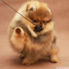 ecereli pomeranian boo yavrumuz