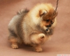 ecereli pomeranian boo yavrumuz