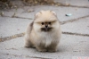 ecerili pomeranian boo