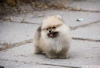 ecerili pomeranian boo