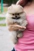 ecerili pomeranian boo