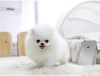 Sevimli ay barda pomeranian puppy