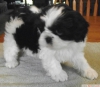 Shih tzu yavrular