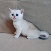 Silver ve beyaz british shorthair yavrular