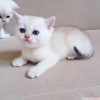 Silver ve beyaz british shorthair yavrular