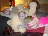 Socia..lized bebek capuchin m..onkey