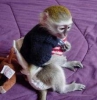 #####tamed pair of capuchin monkeys for adoption..*,