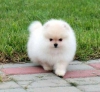 Tatl deerli standart pomeranian yavru0011