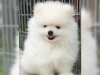 Tatli degerli standart pomeranian yavru0560