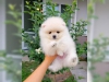 Tatli degerli standart pomeranian yavru00476