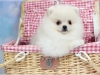 Tatl deerli standart pomeranian yavru373