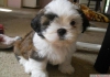 Yeni yl iin ckc mperial shih tzu puppies