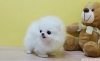 Yeni yla evlat edinilecek pomeranian pups